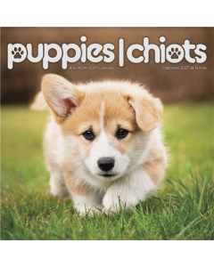 2027 Puppies (Bilingual French) Wall Calendar