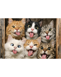 Shawna Stewart - Cats Being Silly