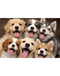 Shawna Stewart - Dogs Being Silly