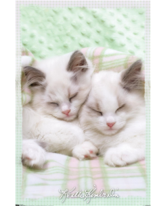 Keith Kimberlin - Kitten 09